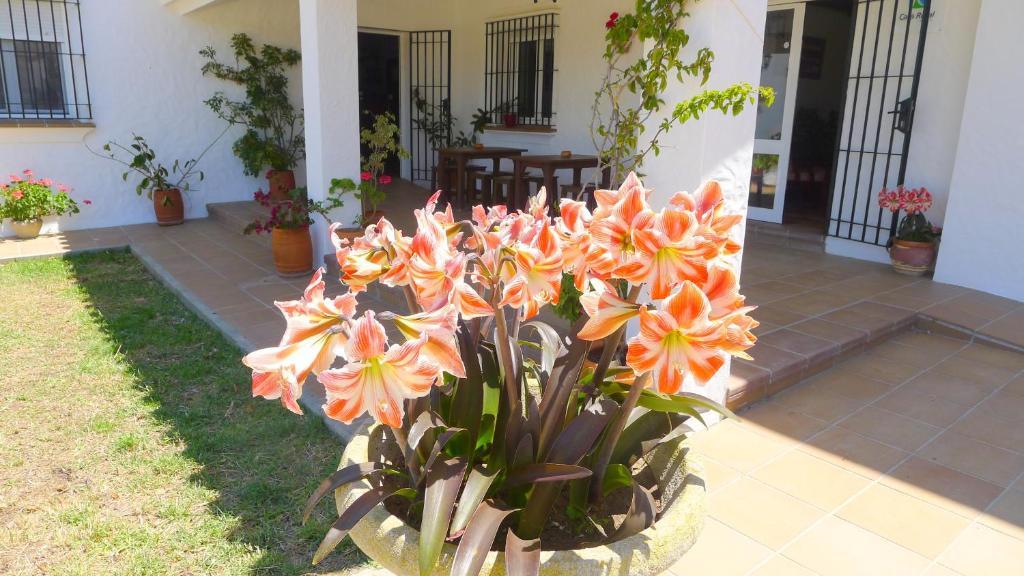 Hotel Casa Fina - Adults Recommended Conil De La Frontera Bagian luar foto